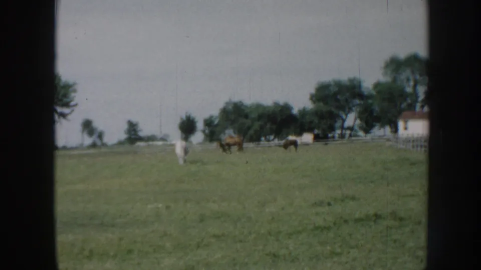 1958 Nebraska 8mm frame of cattle grazing in a wide green field, with trees and a distant rural structure behind them.