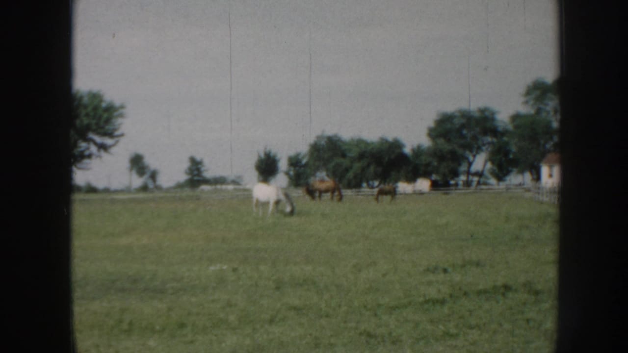 1958 Nebraska home-movie frame with a white horse in the foreground area and several brown horses farther back near trees and fencing.