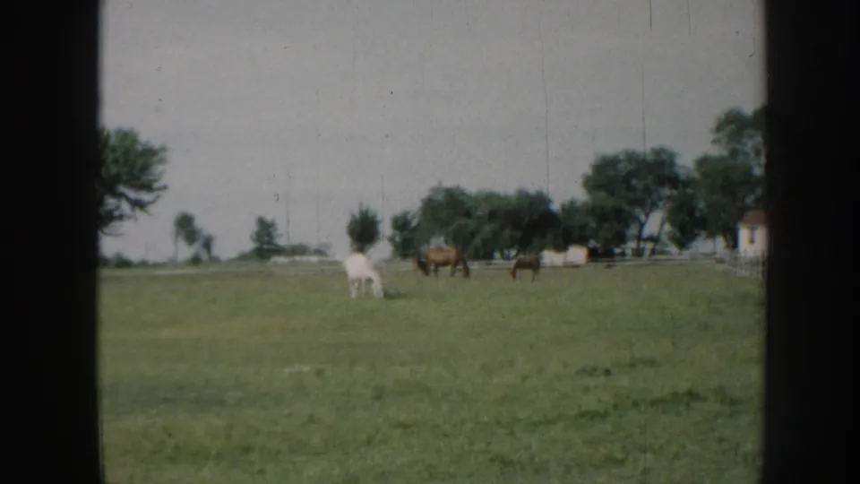 Final 1958 Nebraska 8mm frame showing a white horse and brown horses grazing in an open pasture with a tree line, fence, and distant farm structure.