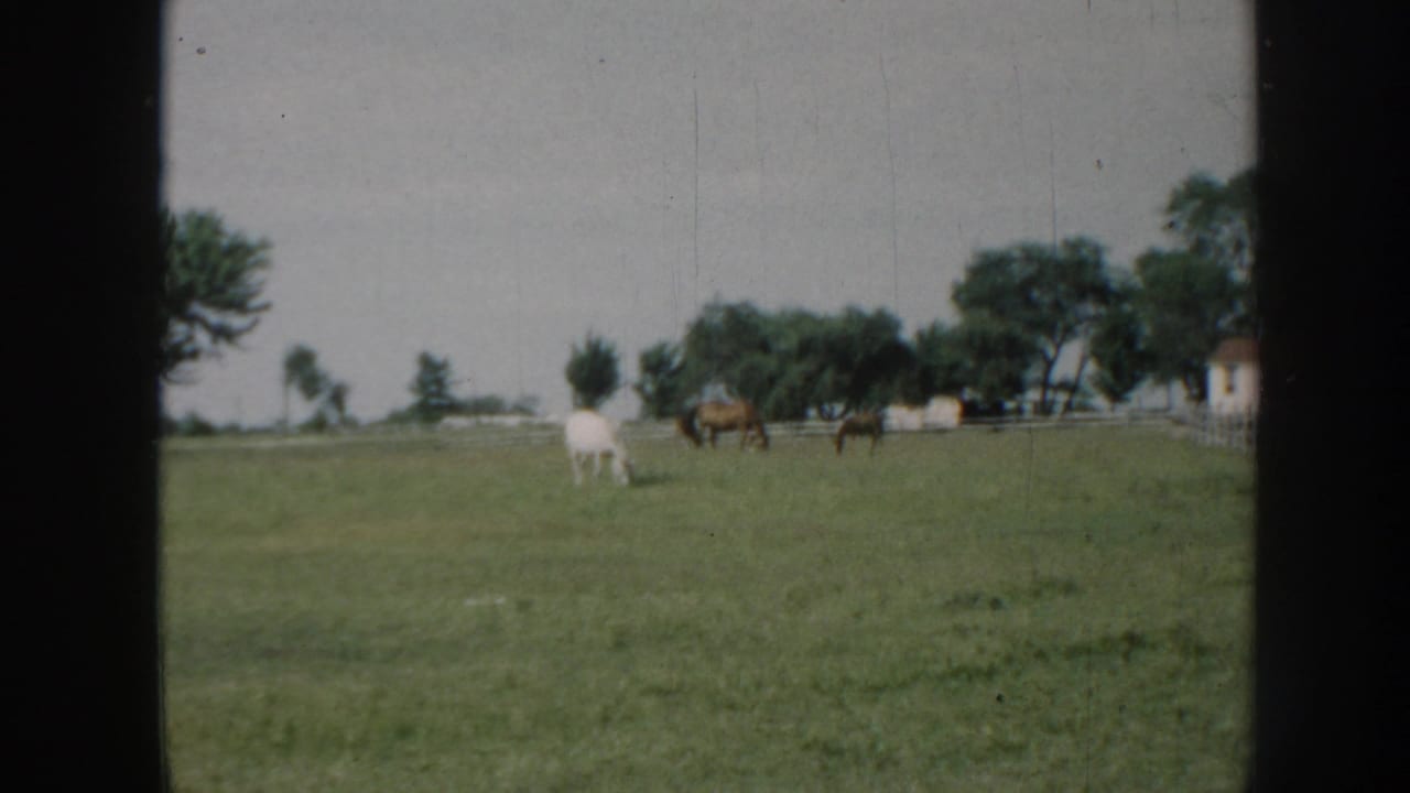 Horses graze in a grassy pasture near trees and a distant farm building.