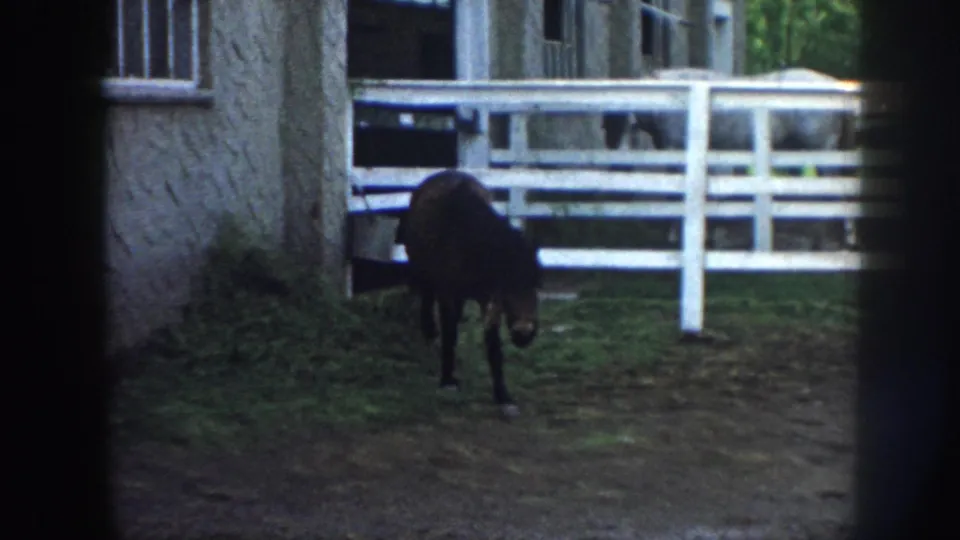 1958 Nebraska home-movie frame of a small dark horse near white rail fencing, a tree trunk, and a farm building.