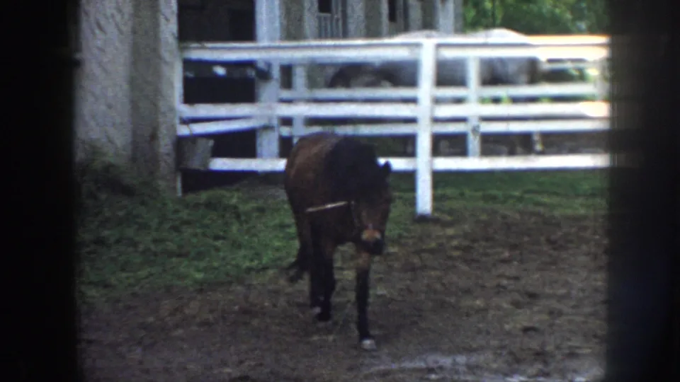 1958 Nebraska home-movie frame showing a small brown horse approaching the camera inside a fenced pen.