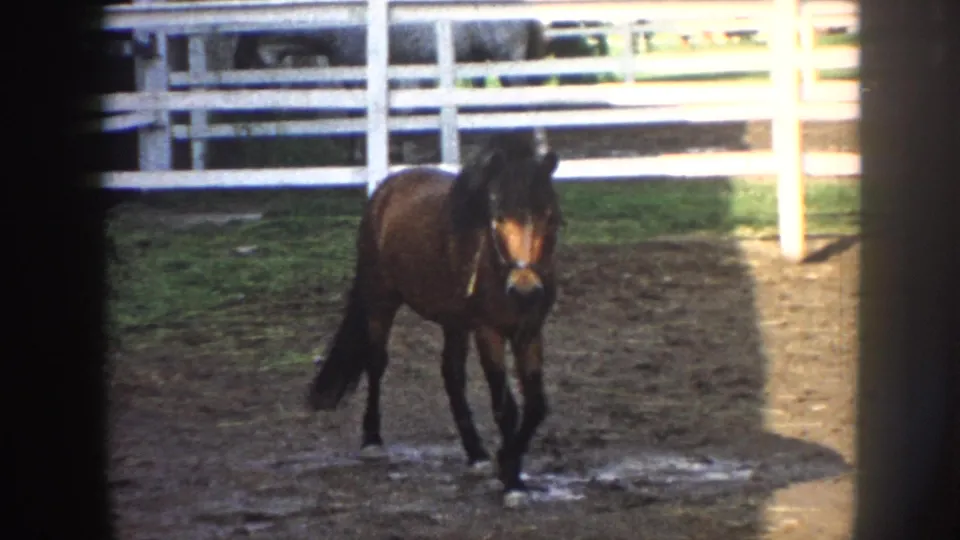 1958 Nebraska home-movie frame of a small brown horse facing the camera in a muddy fenced pen under mixed light.