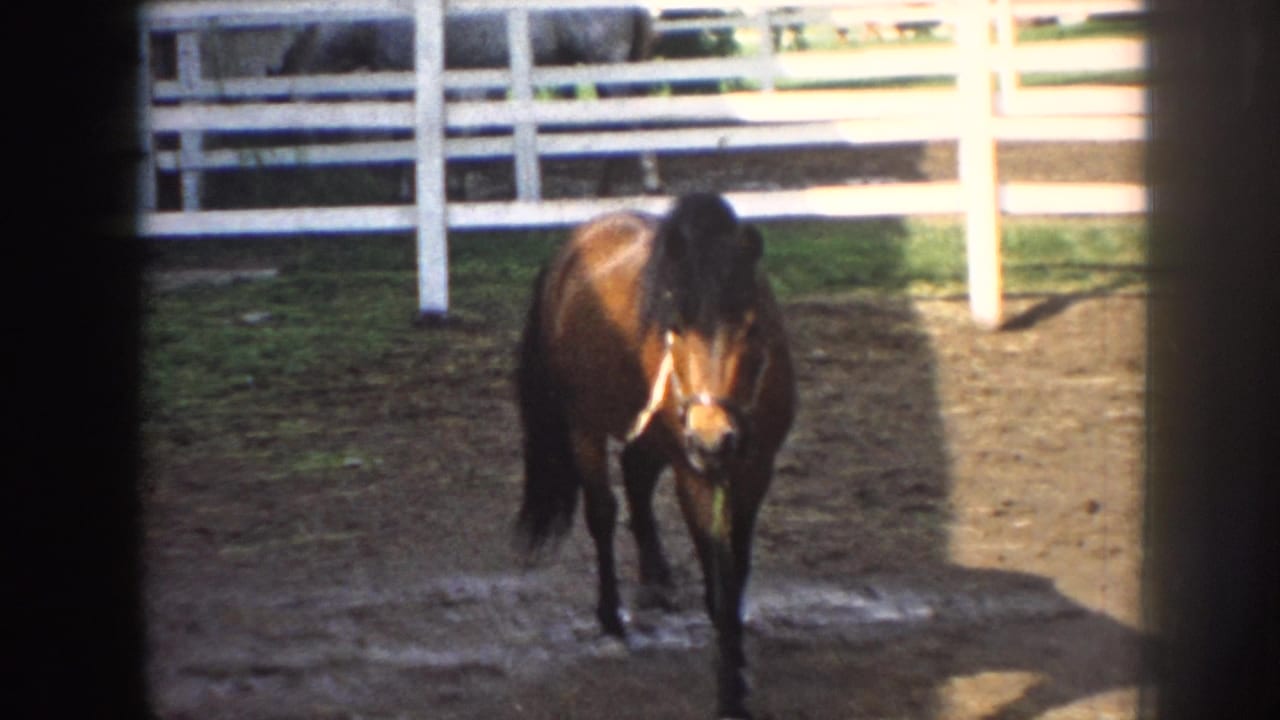 Brown horse walking in a muddy corral behind white rail fencing.