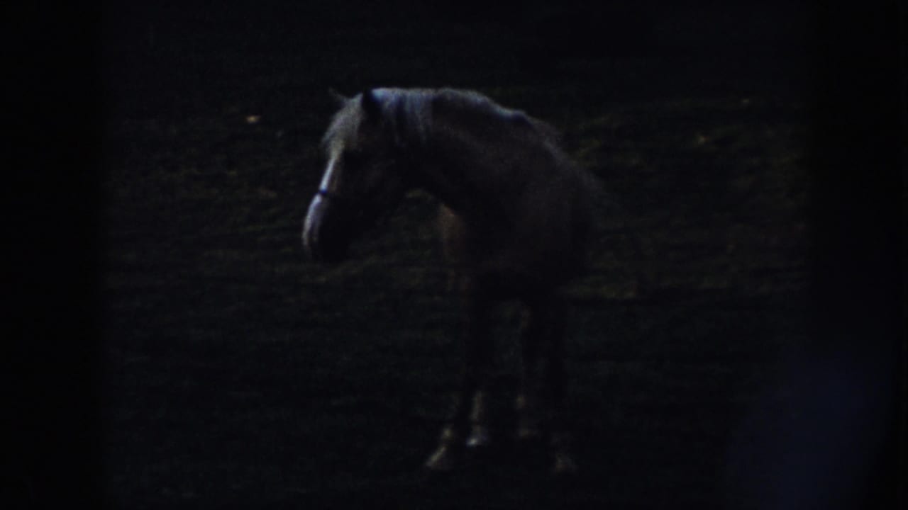 Dark horse standing in a shadowed pasture, wearing a harness.