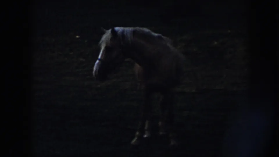 A darker harnessed horse stands in a dim Nebraska pasture in 1958 home-movie footage.
