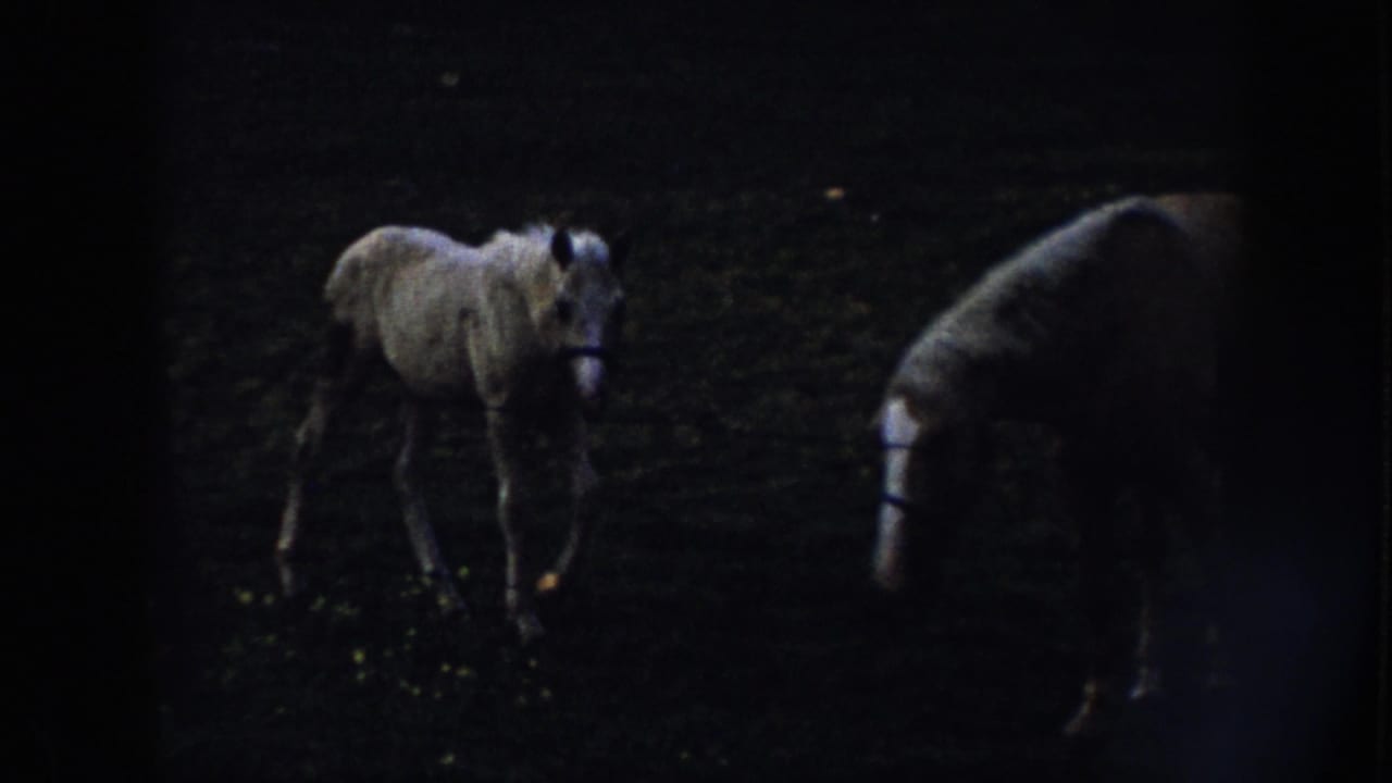 Light-colored foal walking in a dark pasture beside part of another horse.