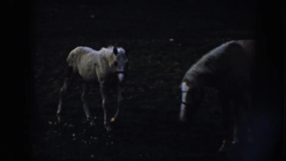 A light-colored foal in harness moves through a dark Nebraska pasture, with another horse partly visible nearby.