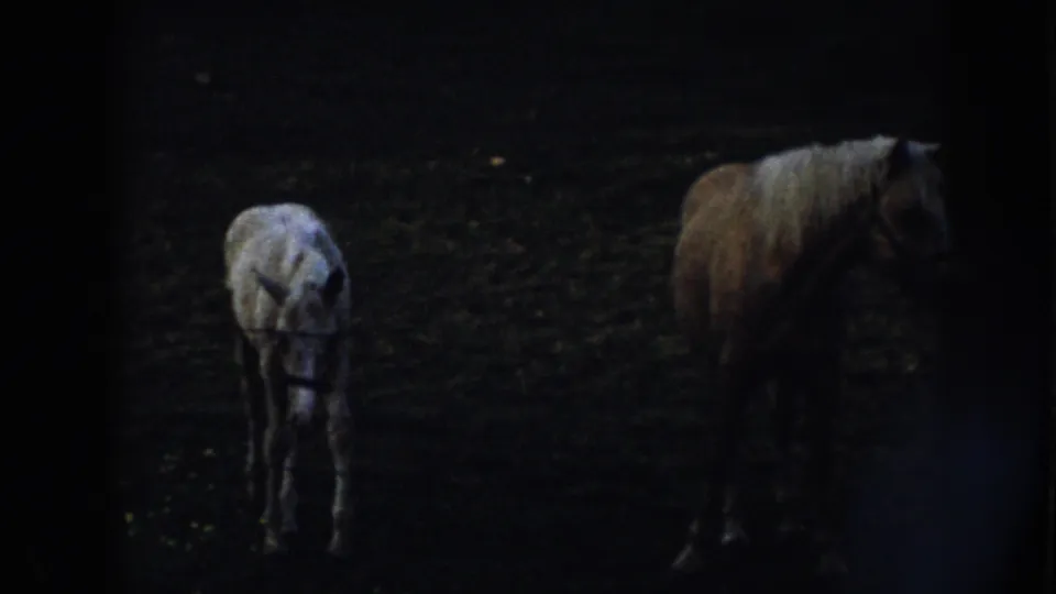 The light foal lowers its head in a dark 1958 Nebraska pasture while a darker horse stands nearby.
