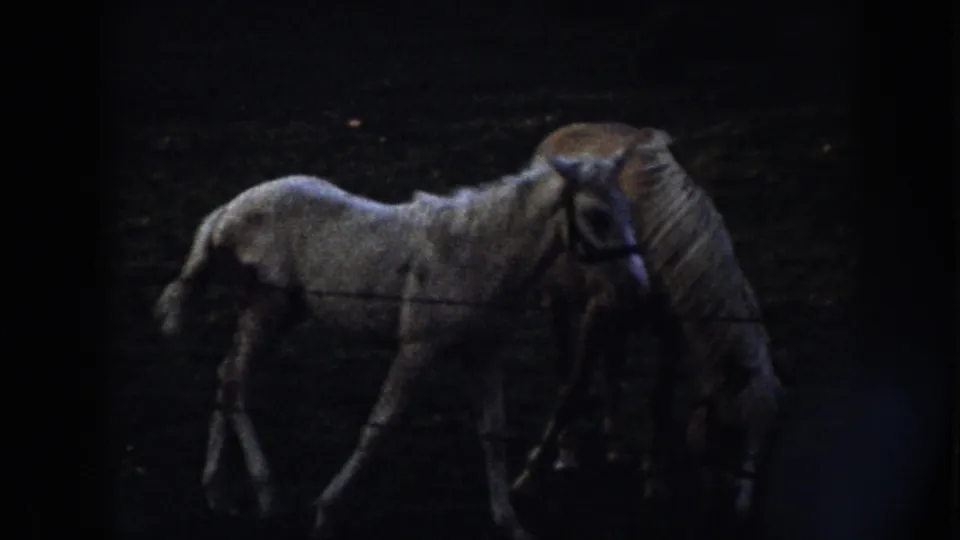 A light foal and darker harnessed horse stand close together in low-light Nebraska pasture footage from 1958.
