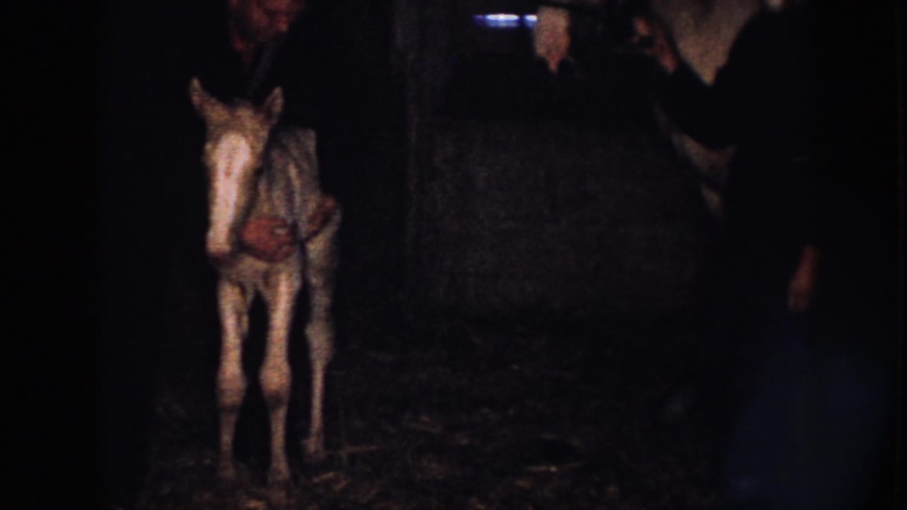 Foal standing in a dim stable aisle with part of an adult man visible nearby.