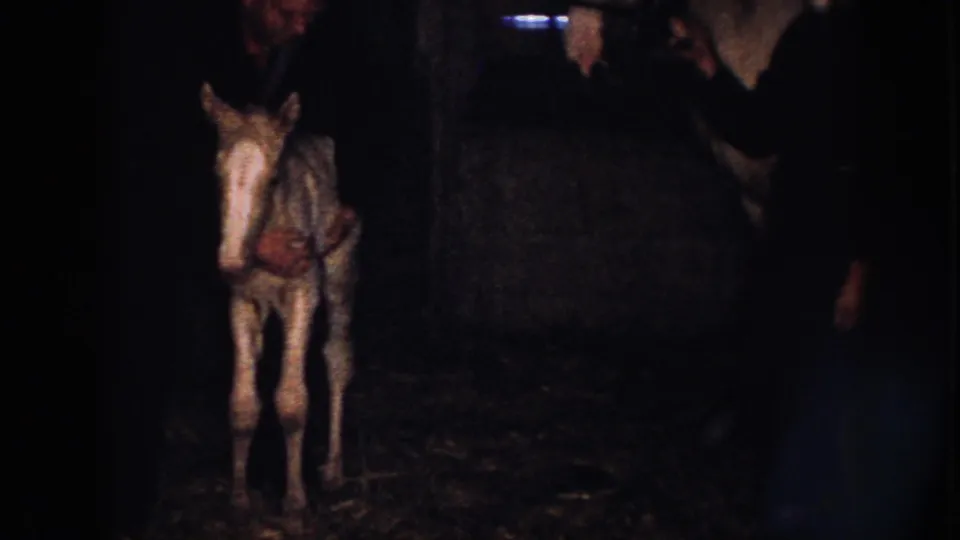 A foal stands in a dim Nebraska stable aisle while an adult man is partly visible at the edge of the 1958 home-movie frame.