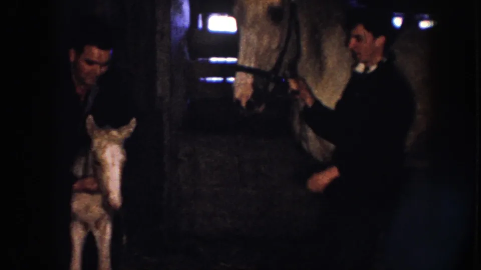 Two adult men attend to a foal and a larger horse in a dim Nebraska barn aisle, filmed in grainy 1958 8mm color.