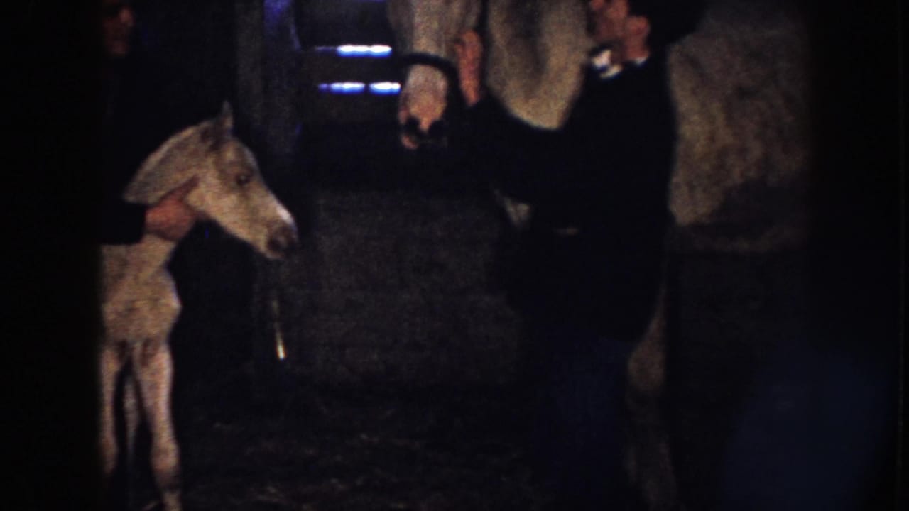 Light-colored foal stands in the barn near adults and an adult horse.