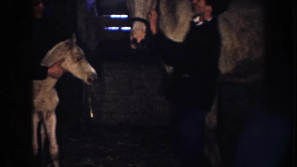 A light-colored foal stands on the barn floor in Nebraska 1958 footage, with handlers and the adult horse partly visible in the dim background.