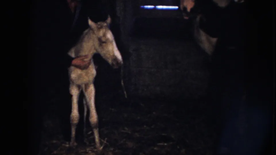 In the barn interior, a person supports the light-colored foal while the adult horse stands nearby, consistent with rural Nebraska home-movie footage from 1958.