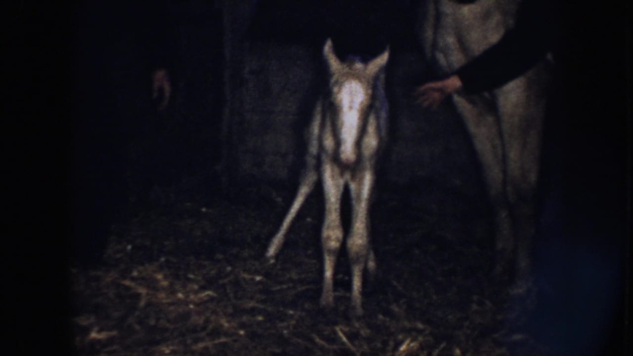 Newborn foal stands on straw beside adult horse legs in a dark barn.