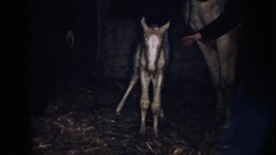 1958 Nebraska 8mm frame of a newborn foal standing unsteadily on straw as an adult horse and a person are partly visible nearby.
