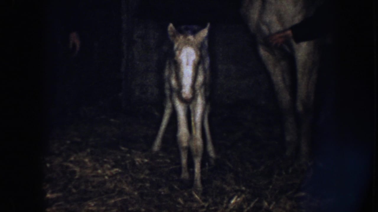 Foal faces forward on straw with adult horse legs at the edge of the barn frame.