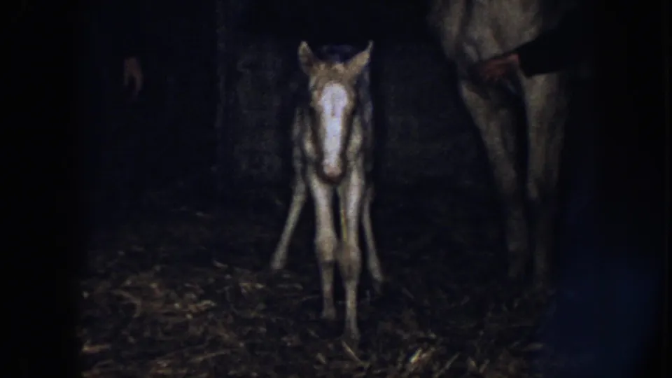 The foal stands with splayed legs in the dark barn, with an adult horse partly visible at the right edge of the 1958 Nebraska frame.