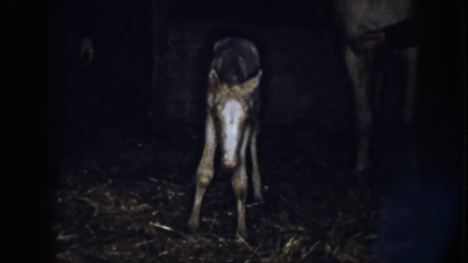 A grainy 8mm frame shows the newborn foal dipping its head as it steadies itself beside the adult horse in a Nebraska barn.