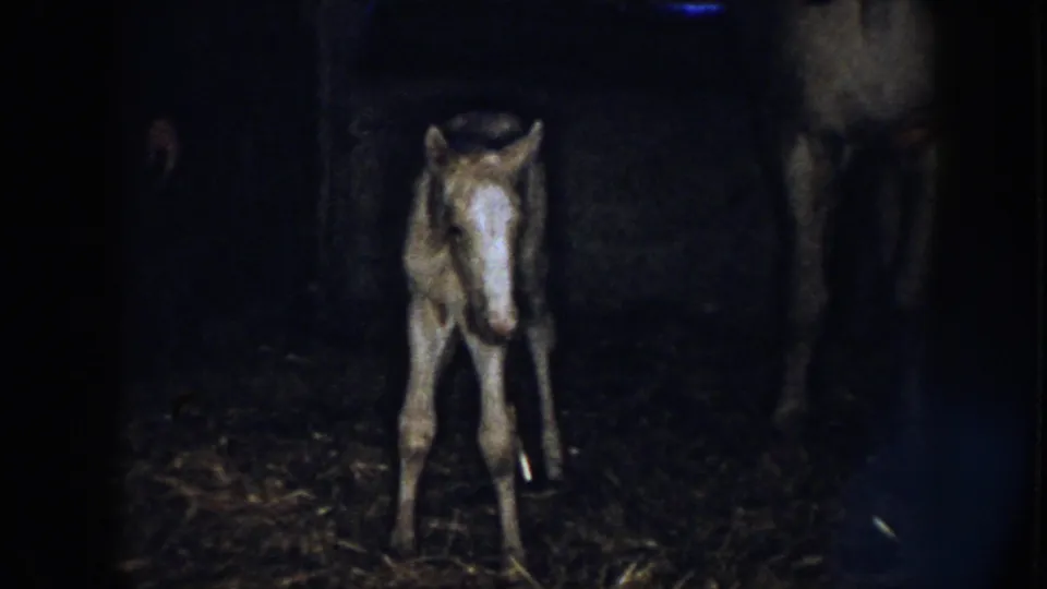 The newborn foal stands more centered in the barn frame, still unsteady on straw under low 8mm exposure in Nebraska footage from 1958.