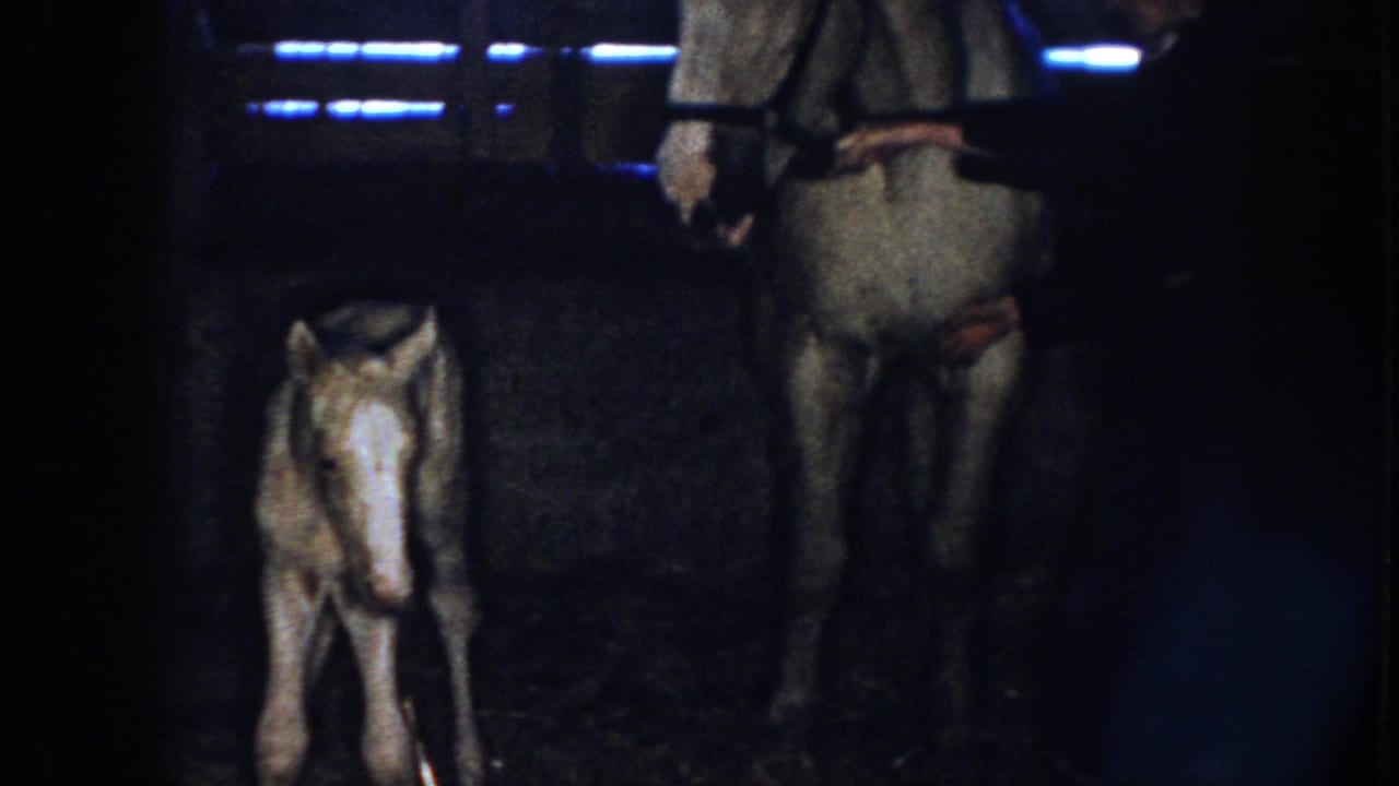 Foal stands beside an adult horse in a dark barn with slatted light behind them.