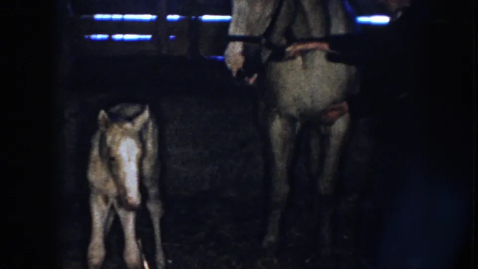 1958 Nebraska 8mm frame showing a foal near an adult horse in a dim barn, with a partially visible person at the horse's side.
