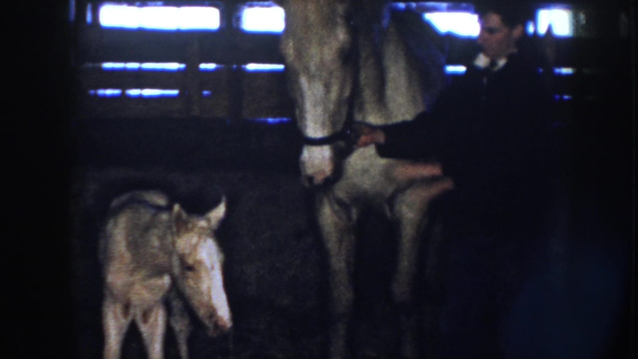 Person in dark clothing holds an adult horse while a foal stands nearby in a barn.