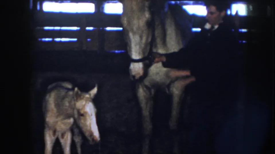A partially visible person holds the halter of an adult horse as a foal stands nearby in a dim Nebraska barn scene from 1958.
