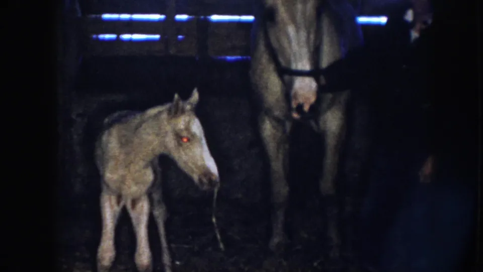 In this 1958 Nebraska home-movie frame, the foal turns beside the adult horse as a person remains partly visible at the edge.