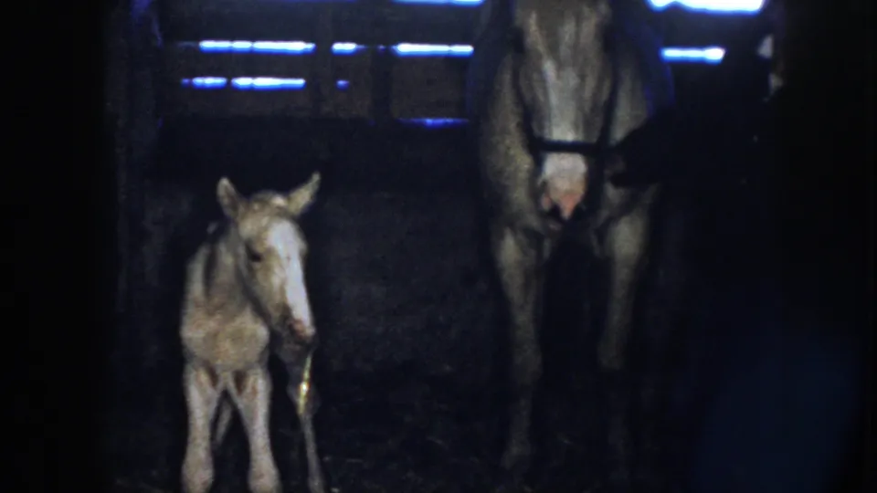 A foal faces the camera beside an adult horse in a halter, with barn slats and low blue light visible in 1958 Nebraska 8mm footage.