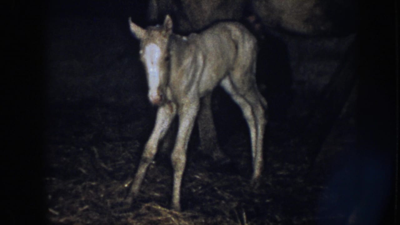 1958 Nebraska 8mm frame showing a young foal with a white blaze near an adult horse on a straw-covered barn floor.