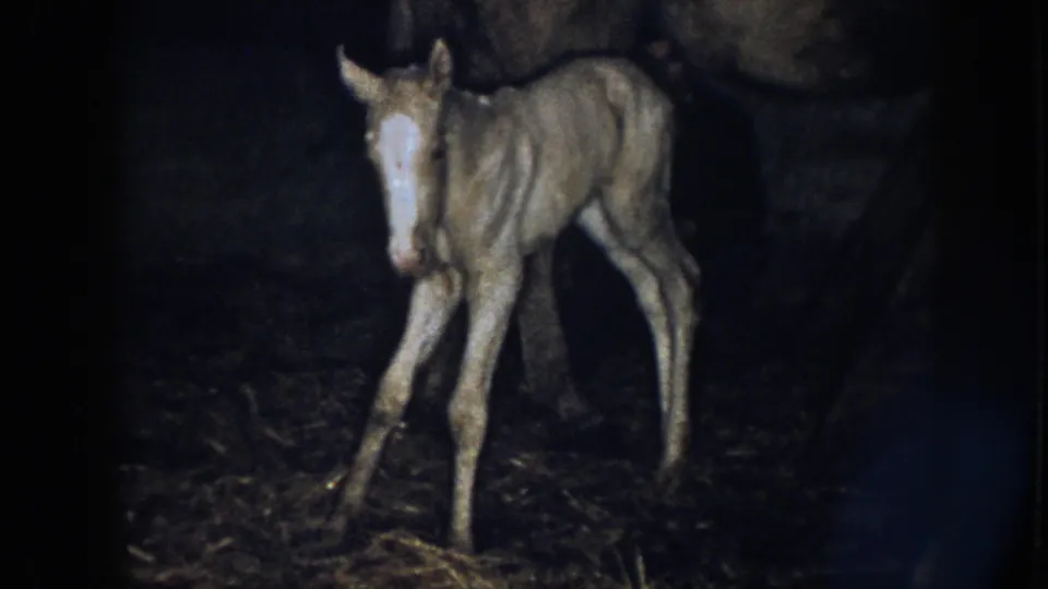 1958 Nebraska 8mm frame showing a young foal with a white blaze near an adult horse on a straw-covered barn floor.