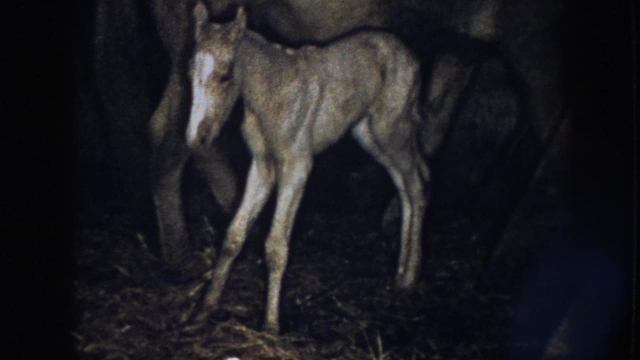 1958 Nebraska 8mm frame with a foal facing forward, its legs spread for balance, while an adult horse stands close behind.