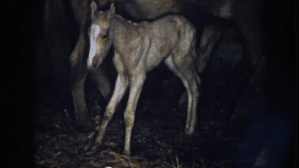 1958 Nebraska 8mm frame with a foal facing forward, its legs spread for balance, while an adult horse stands close behind.