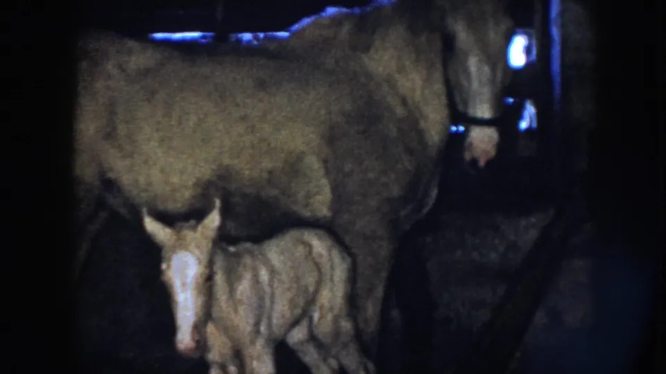 1958 Nebraska 8mm frame showing the foal beneath or beside the adult horse, partially obscured by low light and the horse's body.