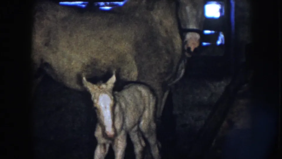 1958 Nebraska 8mm frame with the foal standing in front of the adult horse, both partly softened by grain and low barn light.