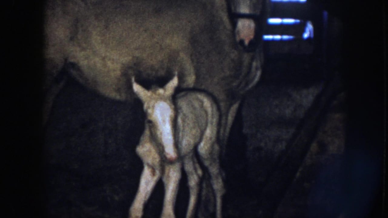 In 1958 Nebraska home-movie footage, a newborn foal with a white blaze stands beside its mother in a dim barn stall.