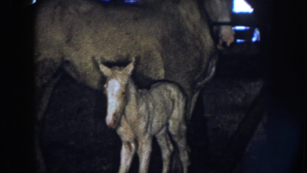 The foal faces forward beside the mare, its pale face catching dim barn light in this Nebraska 1958 8mm frame.