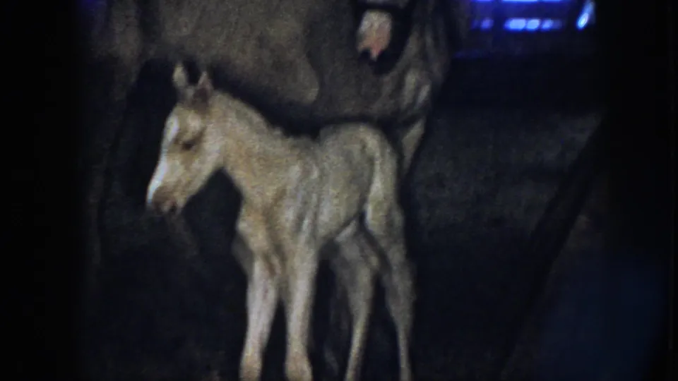 The young foal is seen in profile beside the mare, with its slender legs visible in the dim Nebraska barn setting.