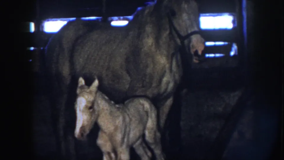 The mare stands over the foal in a shadowed barn, with blue-white light behind them in the 1958 Nebraska home movie.