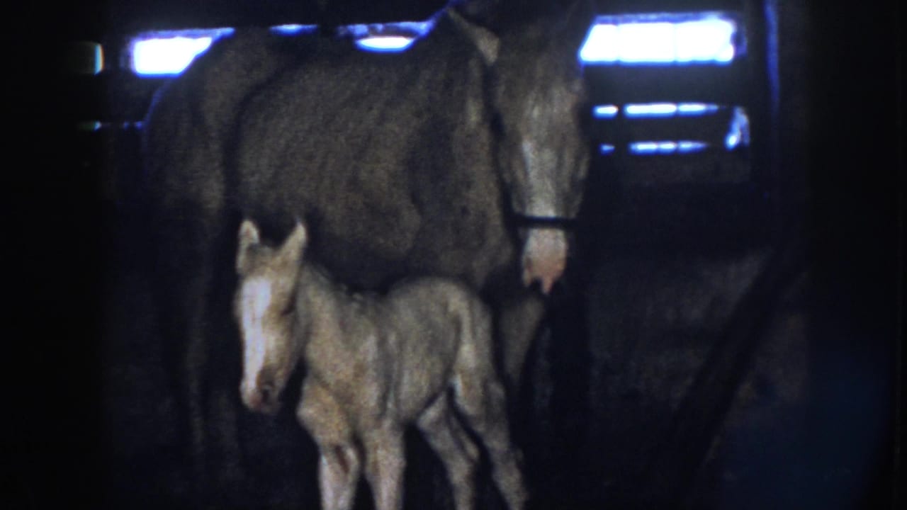 Tan foal stands close to a dark mare inside a dim wooden stall.