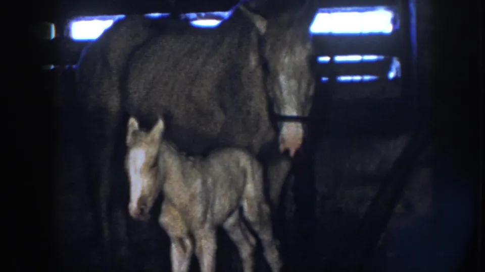 In Nebraska 1958 home-movie footage, a tan foal with a white blaze stands beside its dark-coated mother in a low-lit stall.