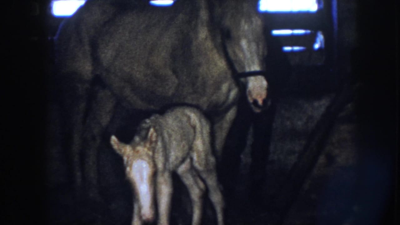 The tan colt appears to move under its mother in a dim Nebraska stall, with blue light visible through openings behind them.