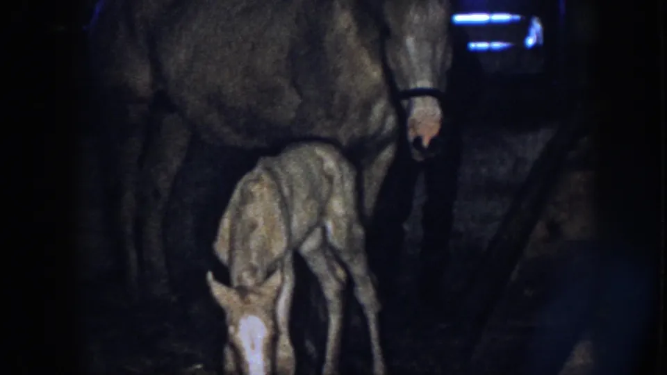 The colt bends its head downward in the wooden stall while the mare stands calmly above it in the 1958 Nebraska footage.