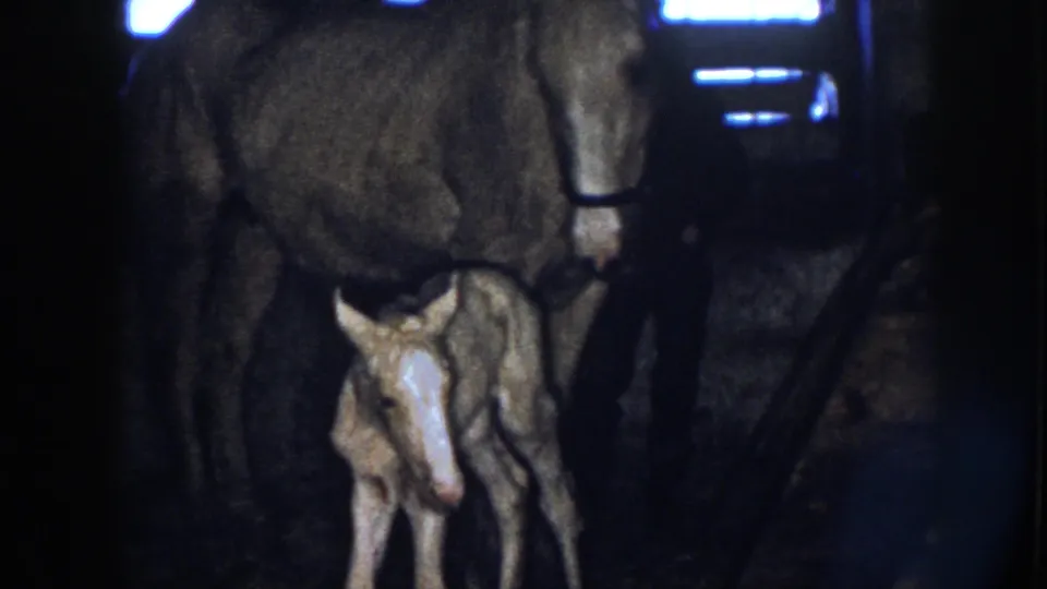 The tan colt stands beneath the mare with its pale face visible, framed by the dark wooden stall and cool window light.