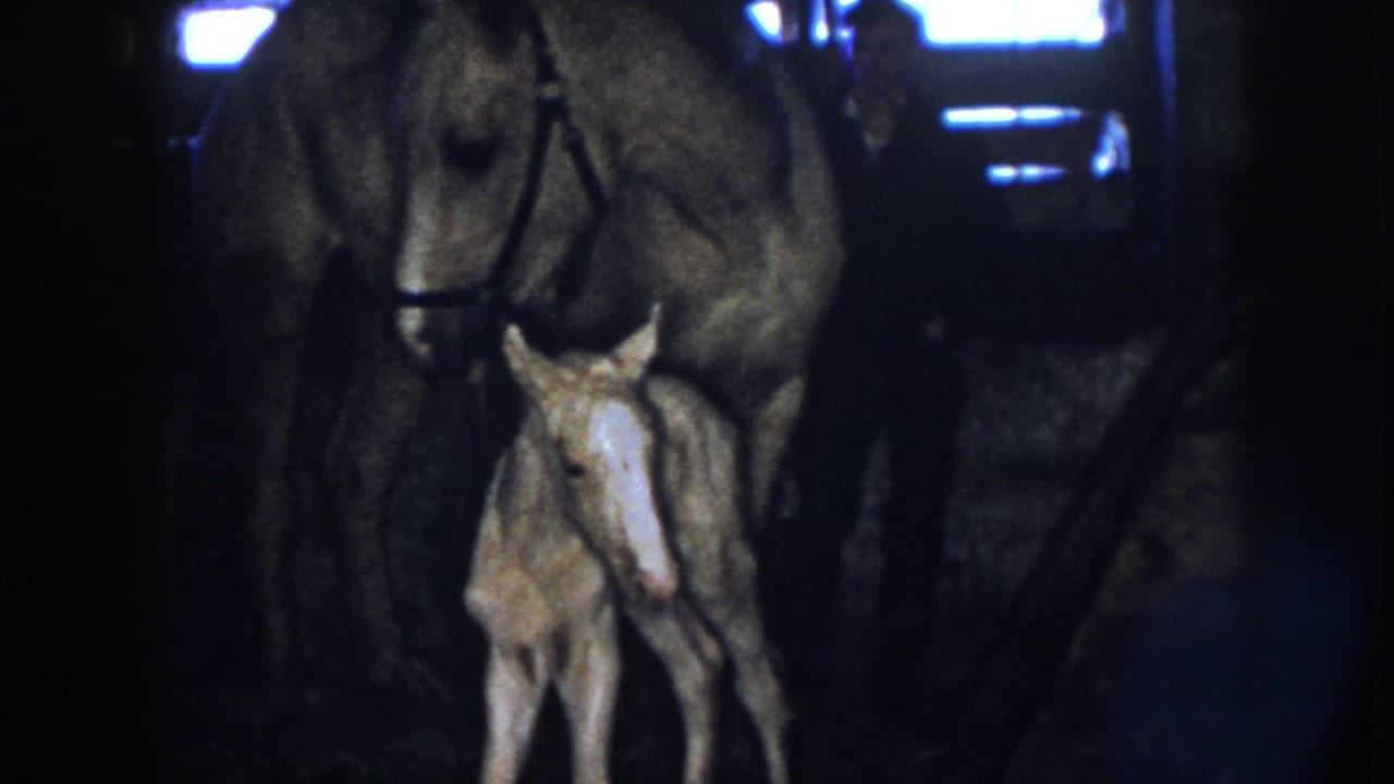 Tan newborn foal stands close to an adult horse in a dark barn.
