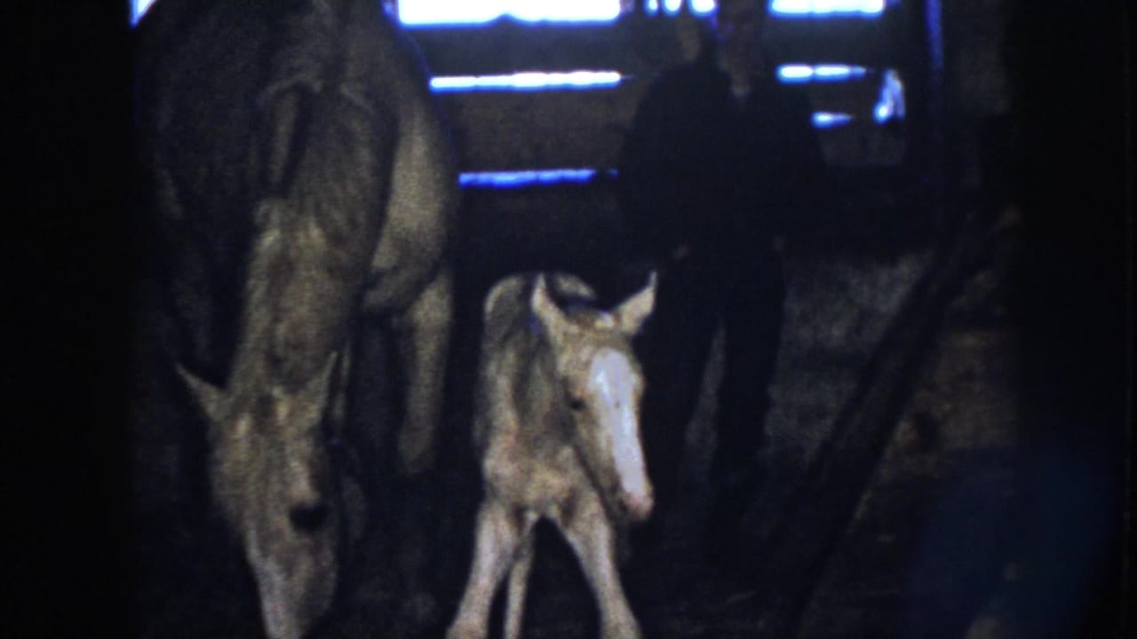 Newborn foal faces forward beside a standing adult horse in shadow.