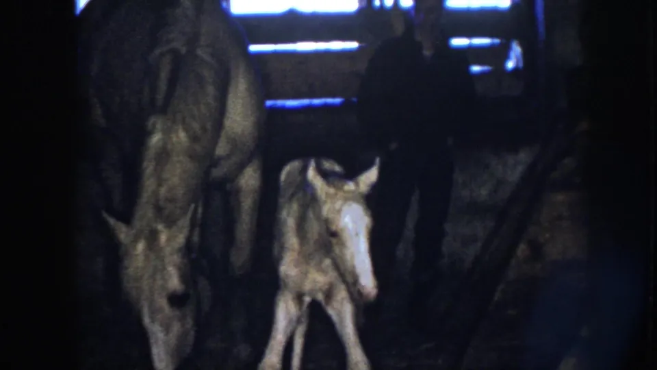 The foal faces the camera beside the adult horse, with high-contrast 8mm grain and blue-white barn light in the background.